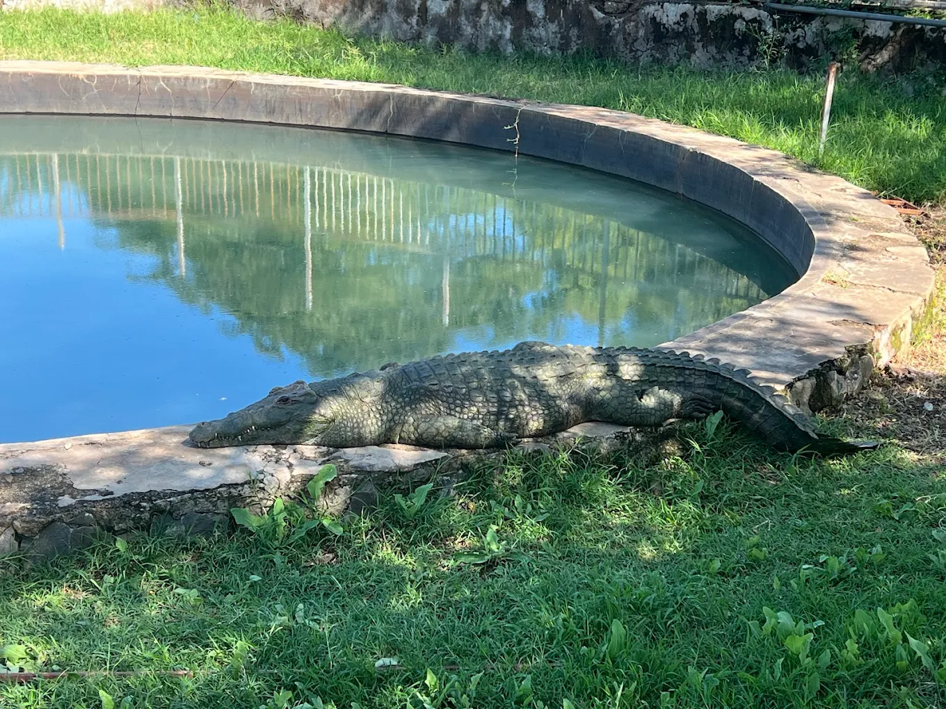 Crocodile Ranch